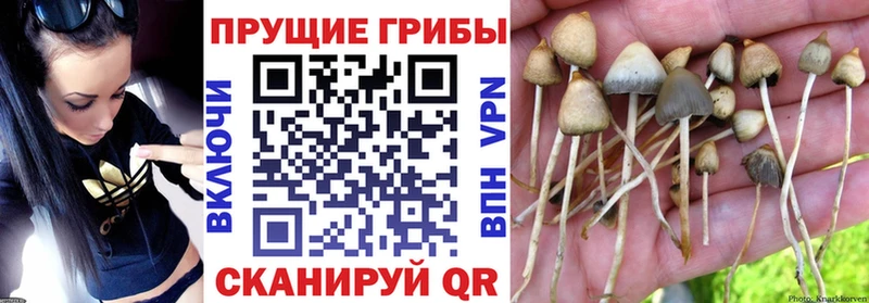продажа наркотиков  ссылка на мегу tor  Псилоцибиновые грибы ЛСД  Бузулук 